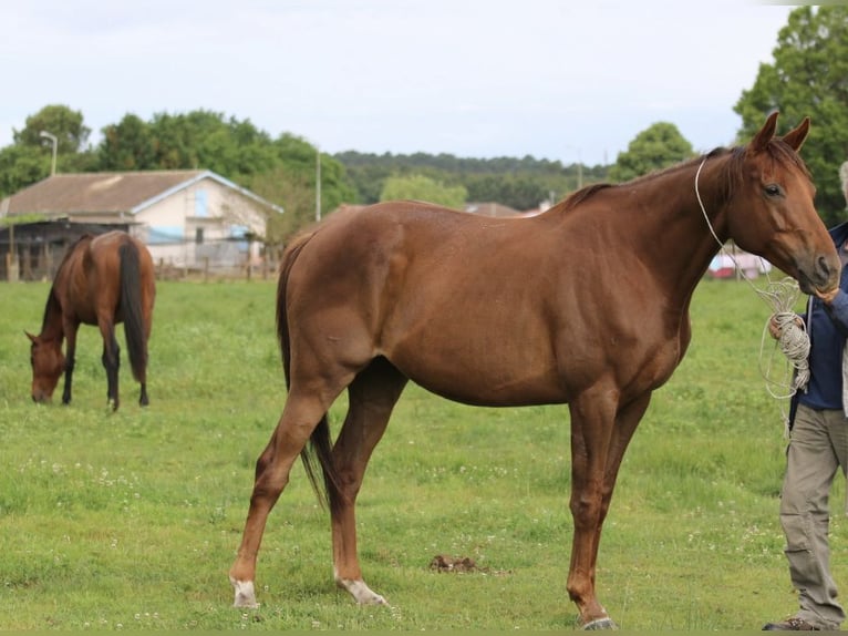 Más caballos centroeuropeos Caballo castrado 12 años 167 cm Alazán-tostado in Marmande