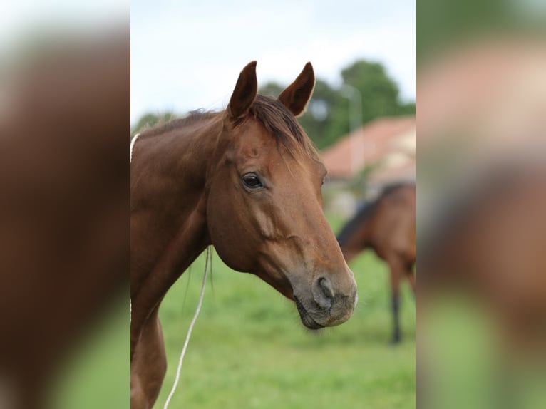 Más caballos centroeuropeos Caballo castrado 12 años 167 cm Alazán-tostado in Marmande
