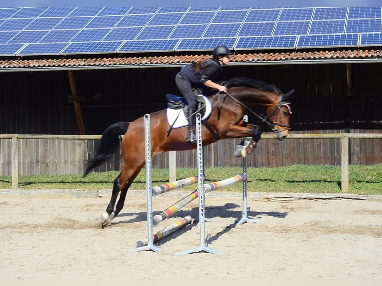 Más caballos centroeuropeos Caballo castrado 12 años 167 cm Castaño in Wellheim