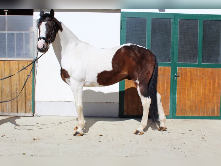 Más caballos centroeuropeos Mestizo Caballo castrado 12 años 167 cm Pío in 9500