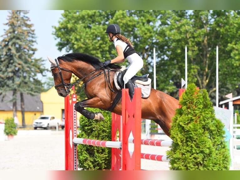 Más caballos centroeuropeos Caballo castrado 12 años 168 cm Castaño in Schattendorf