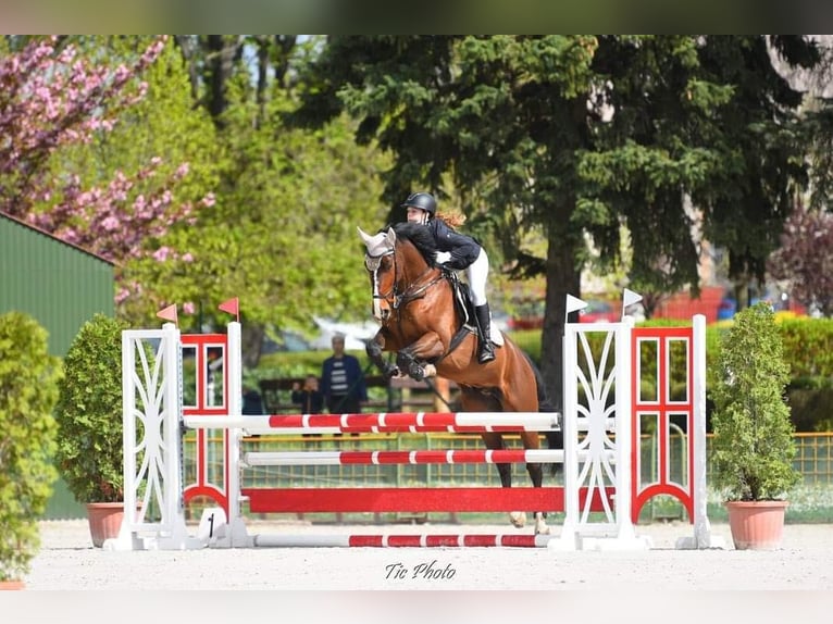 Más caballos centroeuropeos Caballo castrado 12 años 168 cm Castaño in Schattendorf