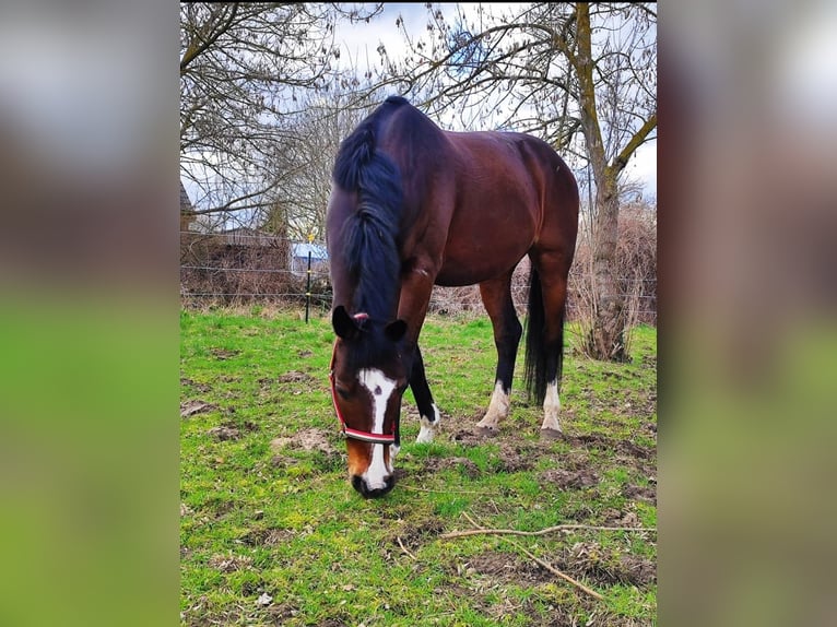 Más caballos centroeuropeos Caballo castrado 12 años 170 cm Castaño in Pessin