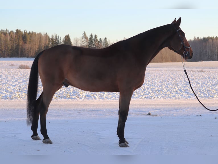 Más caballos centroeuropeos Caballo castrado 12 años 170 cm Castaño in Ypäjä