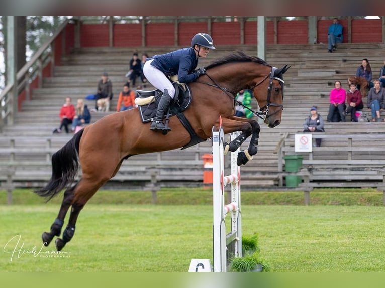 Más caballos centroeuropeos Caballo castrado 12 años 170 cm Castaño in Ypäjä