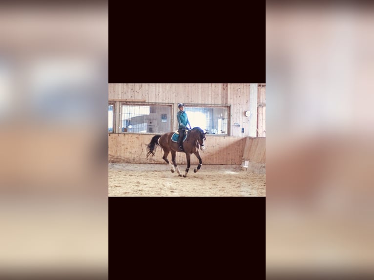 Más caballos centroeuropeos Caballo castrado 12 años 173 cm Castaño in Wünschendorf, Gleisdorf