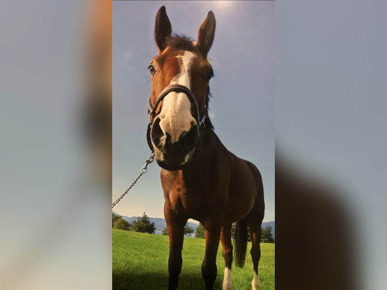 Más caballos centroeuropeos Caballo castrado 12 años 173 cm Castaño in Wünschendorf, Gleisdorf