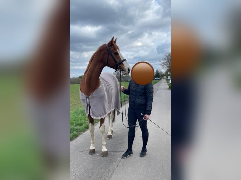 Más caballos centroeuropeos Caballo castrado 12 años 180 cm Alazán in Willich