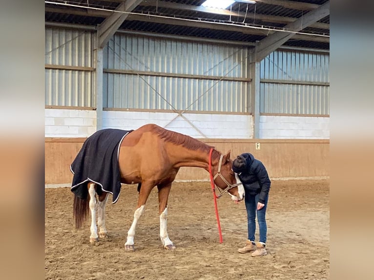 Más caballos centroeuropeos Caballo castrado 12 años 180 cm Alazán in Willich