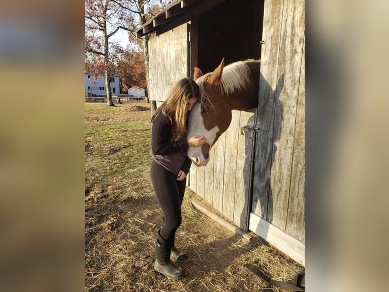 Más caballos centroeuropeos Caballo castrado 12 años 180 cm Alazán-tostado in Amherst, NH