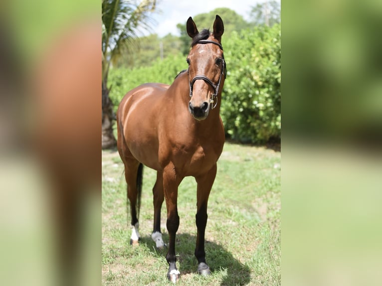 Más caballos centroeuropeos Caballo castrado 12 años Castaño rojizo in Loxahatcheee FL