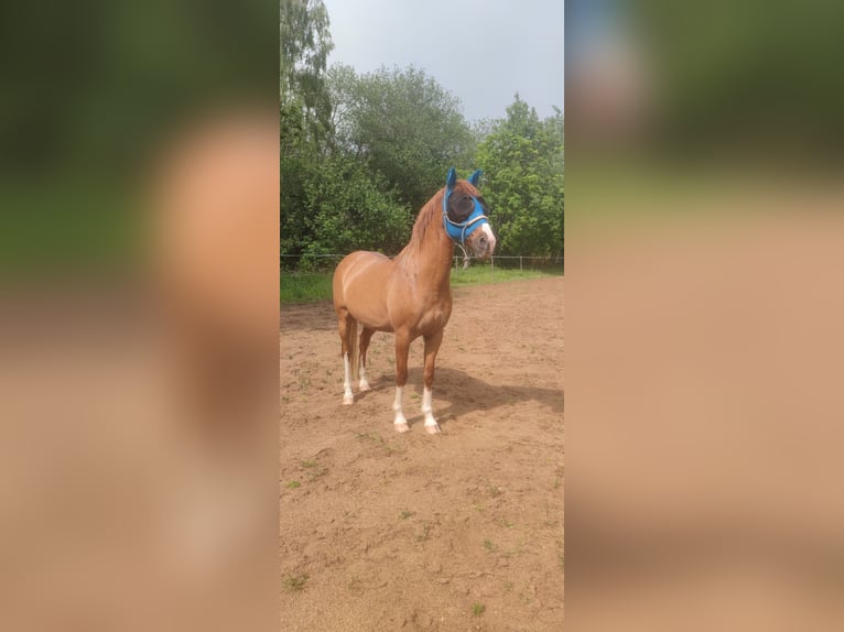 Más caballos centroeuropeos Mestizo Caballo castrado 13 años 152 cm Alazán in Freiberg