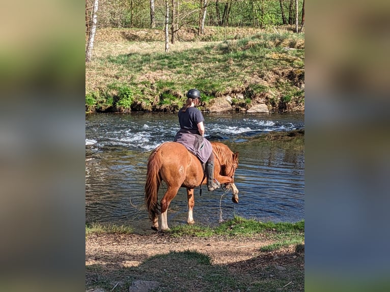 Más caballos centroeuropeos Mestizo Caballo castrado 13 años 152 cm Alazán in Freiberg