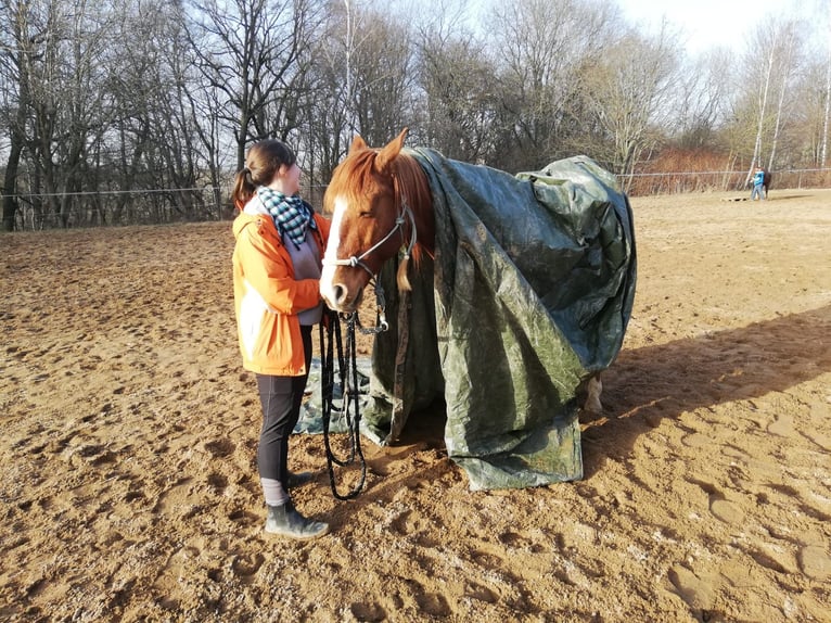 Más caballos centroeuropeos Mestizo Caballo castrado 13 años 152 cm Alazán in Freiberg