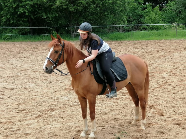 Más caballos centroeuropeos Mestizo Caballo castrado 13 años 152 cm Alazán in Freiberg