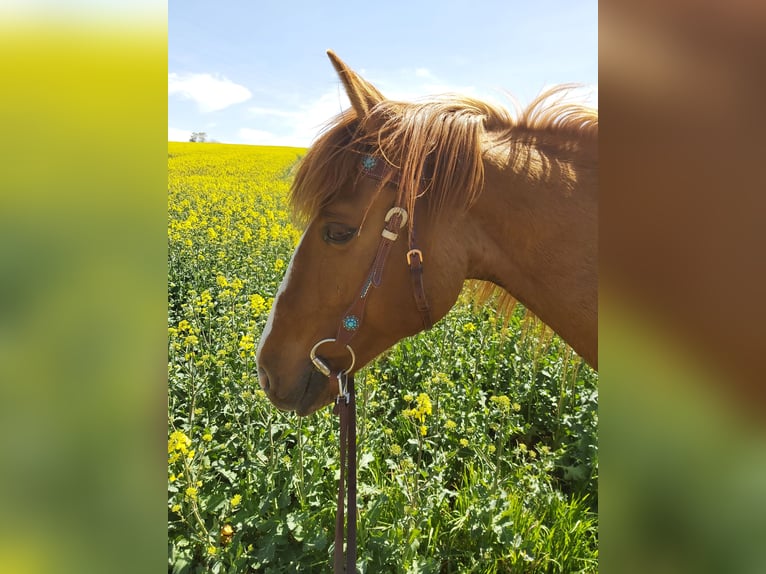 Más caballos centroeuropeos Mestizo Caballo castrado 13 años 152 cm Alazán in Freiberg