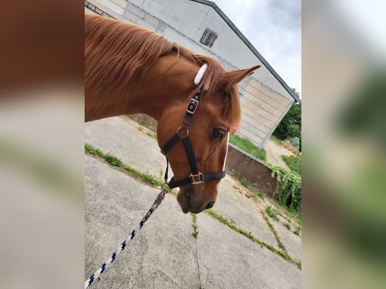 Más caballos centroeuropeos Mestizo Caballo castrado 13 años 152 cm Alazán in Freiberg