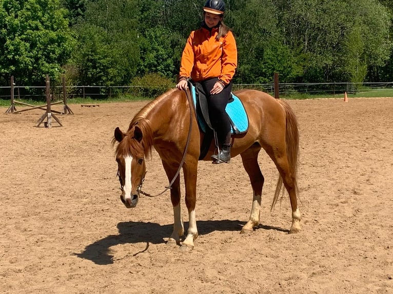 Más caballos centroeuropeos Mestizo Caballo castrado 13 años 152 cm Alazán in Freiberg