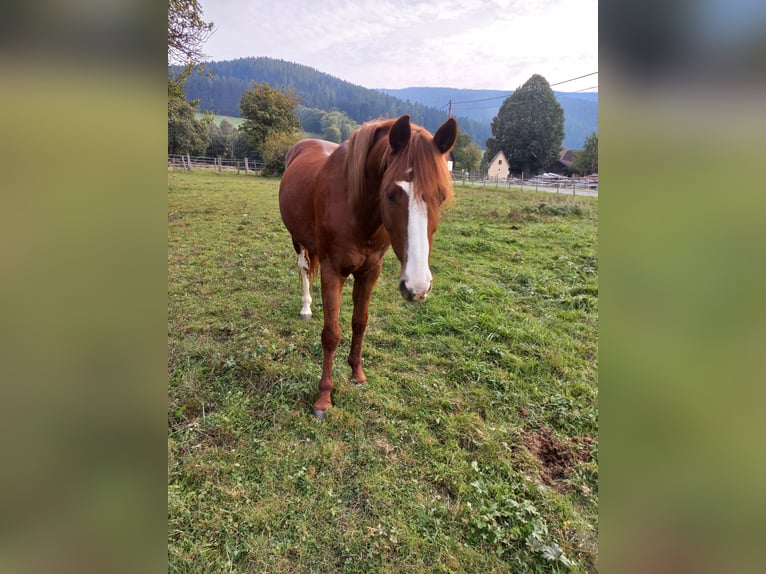 Más caballos centroeuropeos Mestizo Caballo castrado 13 años 153 cm Alazán in Kirchberg am Wechsel