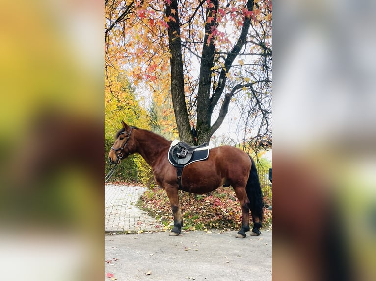 Más caballos centroeuropeos Caballo castrado 13 años 155 cm Castaño in Borod