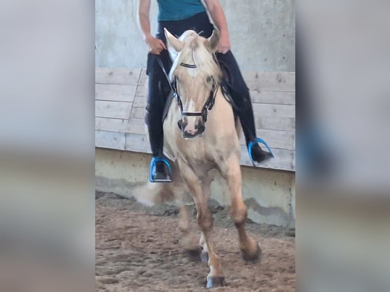 Más caballos centroeuropeos Caballo castrado 13 años 155 cm Palomino in Hainsfarth