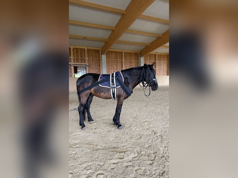 Más caballos centroeuropeos Mestizo Caballo castrado 13 años 157 cm Negro in Feldkirchen in Kärnten