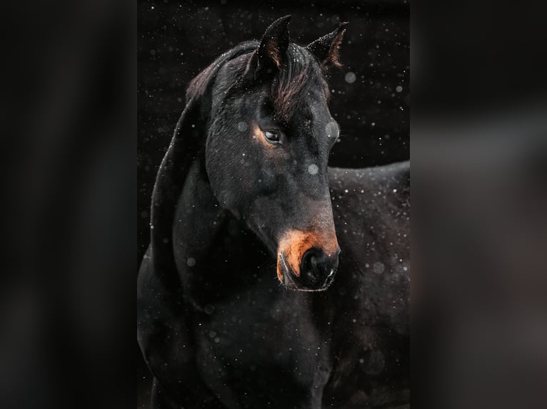 Más caballos centroeuropeos Caballo castrado 13 años 159 cm Castaño oscuro in Küps
