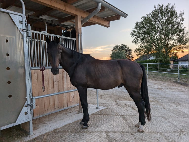 Más caballos centroeuropeos Caballo castrado 13 años 159 cm Castaño oscuro in Küps