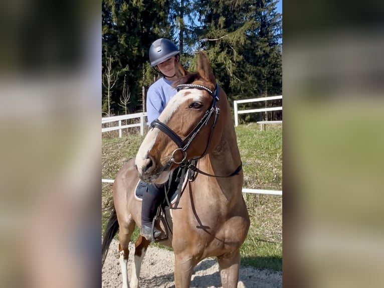 Más caballos centroeuropeos Caballo castrado 13 años 160 cm Castaño in Pelmberg