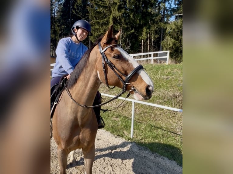 Más caballos centroeuropeos Caballo castrado 13 años 160 cm Castaño in Pelmberg