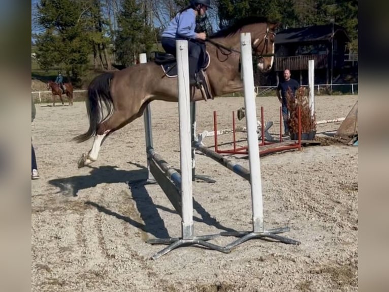 Más caballos centroeuropeos Caballo castrado 13 años 160 cm Castaño in Pelmberg