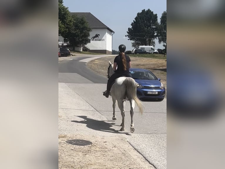 Más caballos centroeuropeos Caballo castrado 13 años 160 cm Tordo picazo in Pelmberg