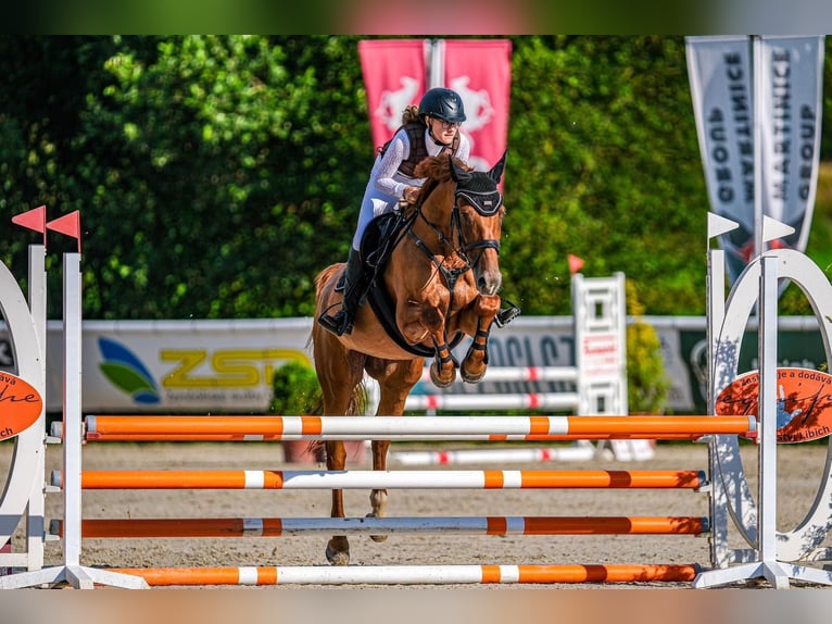 Más caballos centroeuropeos Caballo castrado 13 años 165 cm Alazán in Cesky Krumlov