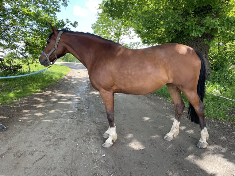 Más caballos centroeuropeos Caballo castrado 13 años 165 cm Castaño in Salzkotten