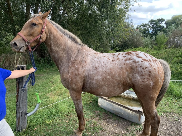 Más caballos centroeuropeos Caballo castrado 13 años 165 cm Castaño in Salzkotten