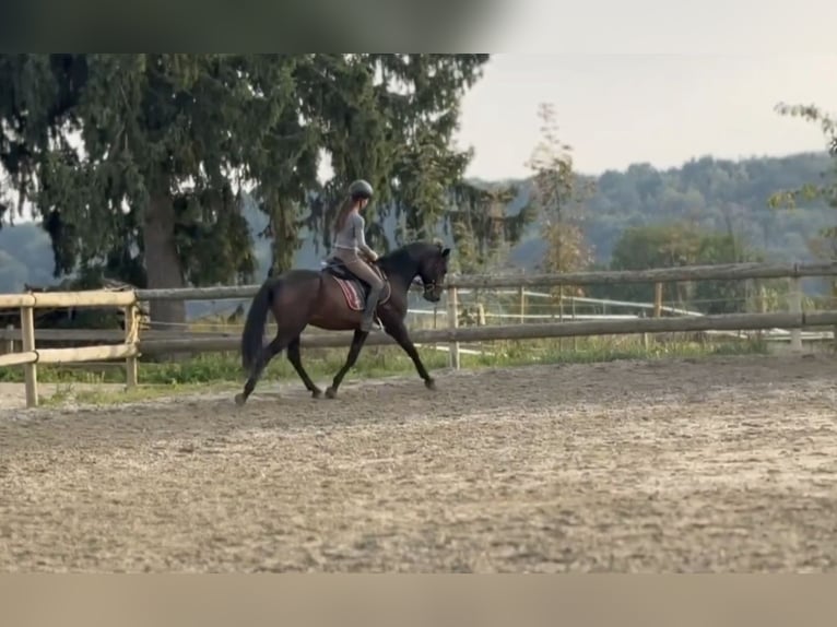 Más caballos centroeuropeos Caballo castrado 13 años 165 cm Negro in St. Marein bei Graz