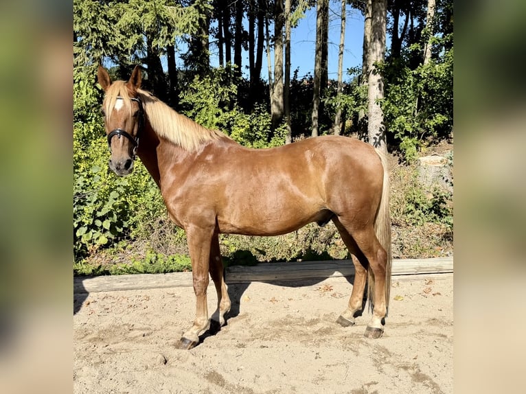 Más caballos centroeuropeos Caballo castrado 13 años 166 cm Alazán in Davidschlag