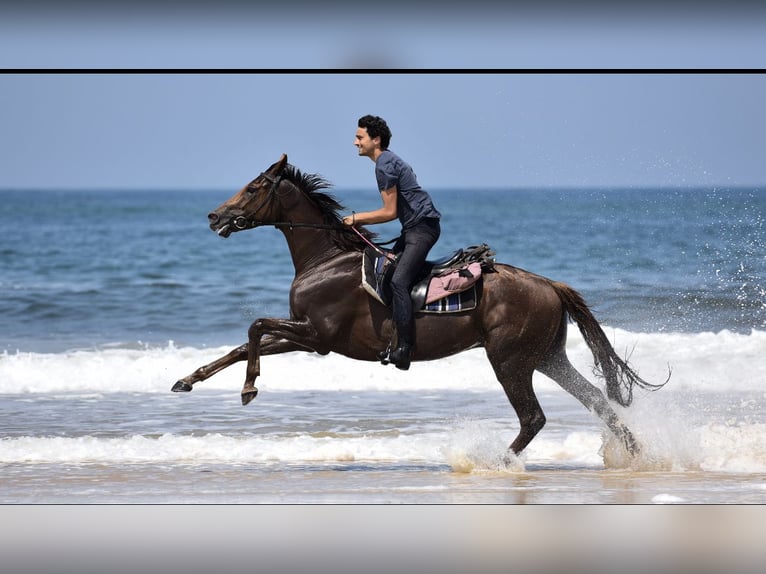 Más caballos centroeuropeos Caballo castrado 13 años 167 cm Alazán-tostado in Marmande