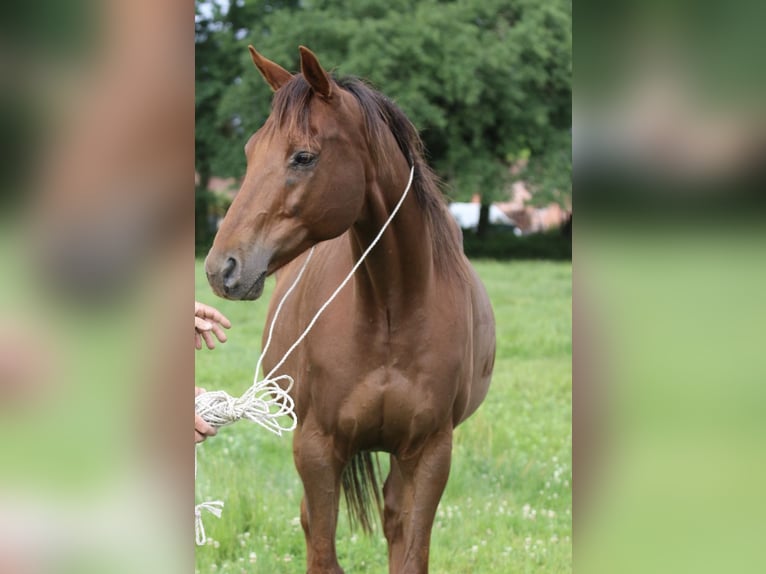 Más caballos centroeuropeos Caballo castrado 13 años 167 cm Alazán-tostado in Marmande