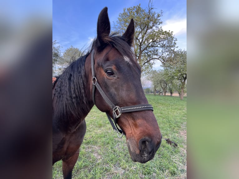 Más caballos centroeuropeos Caballo castrado 13 años 168 cm Castaño oscuro in Neukirchen am Ostrong