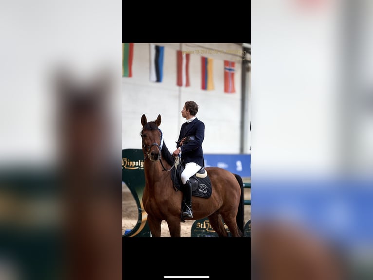 Más caballos centroeuropeos Caballo castrado 13 años 168 cm Castaño rojizo in Kobiernice