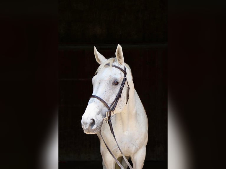 Más caballos centroeuropeos Caballo castrado 13 años 168 cm Tordo in Highland Mi