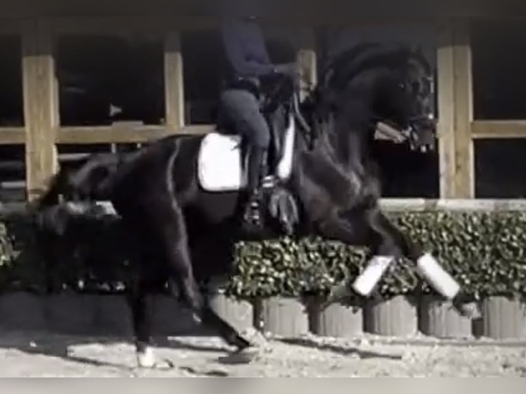 Más caballos centroeuropeos Caballo castrado 13 años 169 cm Negro in Wipperfürth