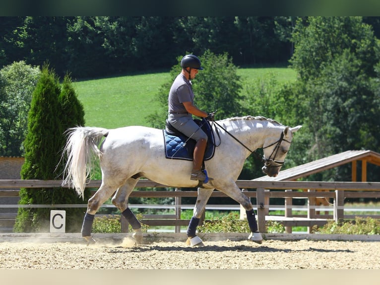 Más caballos centroeuropeos Caballo castrado 13 años 170 cm Tordo in Mittergoggitsch