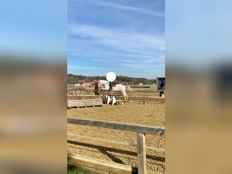 Más caballos centroeuropeos Caballo castrado 13 años 170 cm Tordo in Mittergoggitsch