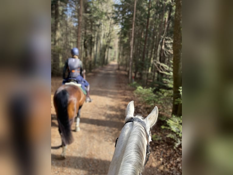 Más caballos centroeuropeos Caballo castrado 13 años 170 cm Tordo in Obergoggitsch