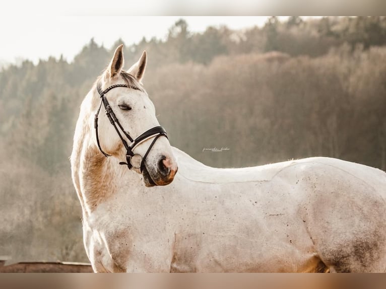 Más caballos centroeuropeos Caballo castrado 13 años 170 cm Tordo in Obergoggitsch