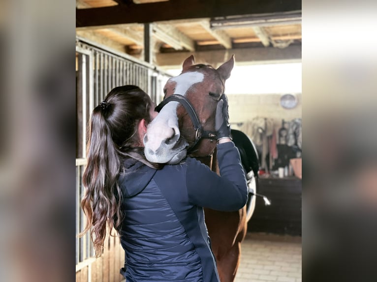 Más caballos centroeuropeos Caballo castrado 13 años 172 cm Alazán in MönchengladbachMönchengladbach