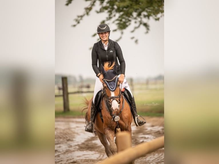 Más caballos centroeuropeos Caballo castrado 13 años 172 cm Alazán in MönchengladbachMönchengladbach