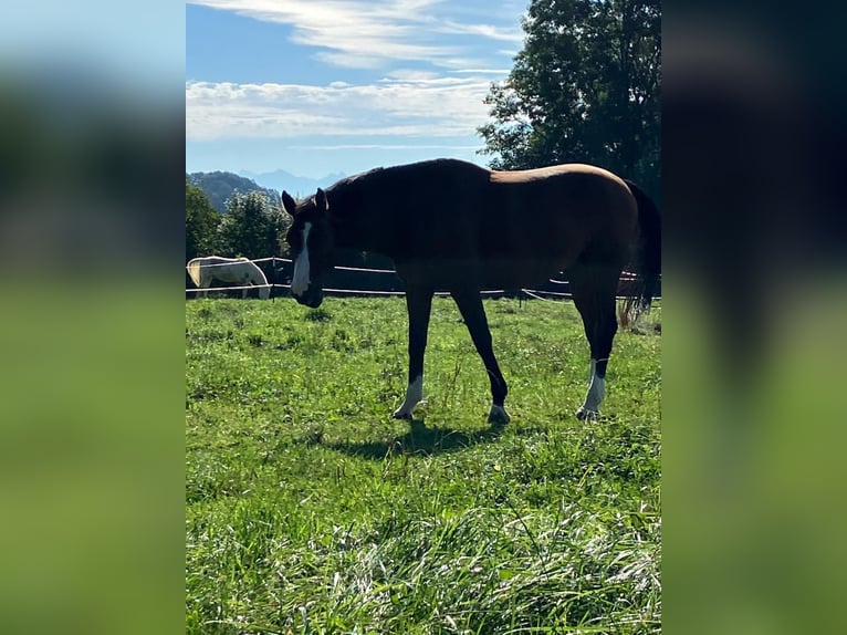 Más caballos centroeuropeos Caballo castrado 13 años 173 cm Castaño in Wünschendorf, Gleisdorf